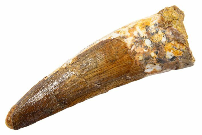 Fossil Spinosaurus Tooth - Real Dinosaur Tooth #345578